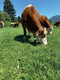 Bildunterschrift: Von der Weidehaltung profitieren nicht nur die Tiere, sondern auch der Mensch. Denn eine kräuterreiche Fütterung der Kühe wirkt sich auch positiv auf die Milch aus. Foto: Nadja Steinbach/Naturland/akz-o