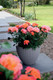 Bildunterschrift: Farbexplosion für Balkon, Terrasse und Garten. Foto: zu Jeddeloh Pflanzenhandels GmbH/akz-o