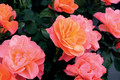 Bildunterschrift: Ein Farbenspiel, dass an süße Lollies erinnert. Foto: zu Jeddeloh Pflanzenhandels GmbH/akz-o
