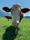 Bildunterschrift: Von der Weidehaltung profitieren nicht nur die Tiere, sondern auch der Mensch. Denn eine kräuterreiche Fütterung der Kühe wirkt sich auch positiv auf die Milch aus. Foto: Nadja Steinbach/Naturland/akz-o