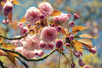 Schnell wachsende Bäume und Sträucher: Tipps für die Gartengestaltung Schnell wachsende Bäume und Sträucher: Tipps für die Gartengestaltung
