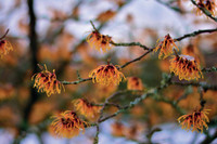 Ganzjährig Freude am Garten Ganzjährig Freude am Garten