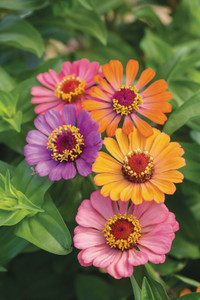 Herrlich bunte Blütenfreuden mit Zinnien Herrlich bunte Blütenfreuden mit Zinnien