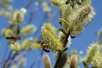 Endlich frische Luft? Tipps für die Heuschnupfen-Saison Endlich frische Luft? Tipps für die Heuschnupfen-Saison