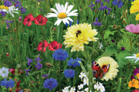 Bunte Blumenmischungen Bunte Blumenmischungen