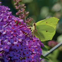 Blumen für Bienen, Hummeln und Schmetterlinge Blumen für Bienen, Hummeln und Schmetterlinge