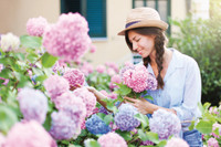 Schattiger Garten und trotzdem üppig: Kein Problem mit den richtigen Pflanzen Schattiger Garten und trotzdem üppig: Kein Problem mit den richtigen Pflanzen