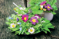 Für Gourmets: Essbare Blüten Für Gourmets: Essbare Blüten