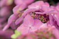 Bildunterschrift: Zarte Blüten, dicht an dicht für ein wahres Blütenmeer Foto: zu Jeddeloh Pflanzenhandels GmbH/akz-o