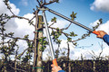 Bildunterschrift: Eine Astschere mit Amboss-Prinzip dient als verlängerter Arm, wenn die Äste zu hoch sitzen. Foto: Gebr. Schröder GmbH/akz-o