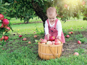 Ein Apfelbaum auf dem Kita-Gelände wird zum lebendigen Lehrbuch. Foto: pixabay.com/Bund deutscher Baumschulen (BdB) e.V./akz-o