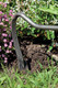 Bildunterschrift: Der Sauzahn bewegt sich problemlos in eng bepflanzten Beeten. Foto: Krumpholz/akz-o
