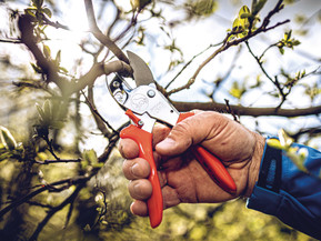 Eigentlich schneidet man die Obstbäume, wenn die Äste noch kahl sind. Doch krankes oder totes Material kann man natürlich auch später entfernen. Dabei im Einsatz: die Amboss-Schere. Foto: Gebr. Schröder GmbH/akz-o