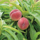 Bildunterschrift: Ob knackige Äpfel, aromatische Birnen oder mediterrane Feigen. Bei Hof:obst findet man für jede Gartengröße das passende Obstgehölz. Foto: Hof:Obst/zu Jeddeloh Pflanzenhandels-GmbH/akz-o