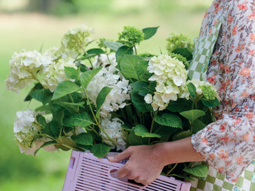 Hortensie: Der unvergängliche Star in Ihrem Garten