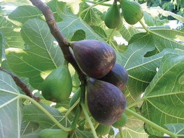 Fruchtgenuss aus dem eigenen Garten