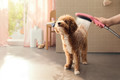Bildunterschrift: Saubere Fellnase – sauberes Zuhause: Ein separater „Mudroom“ in Kombination mit der hansgrohe DogShower macht die Reinigung tierfreundlich und hygienisch. Foto: hansgrohe/Hansgrohe SE/akz-o