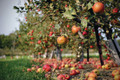 Bildunterschrift: Ob knackige Äpfel, aromatische Birnen oder mediterrane Feigen. Bei Hof:obst findet man für jede Gartengröße das passende Obstgehölz. Foto: Hof:Obst/zu Jeddeloh Pflanzenhandels-GmbH/akz-o