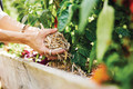 Bildunterschrift: Gartenmulch schützt den Boden vor Austrocknung. Foto: Compo/akz-o