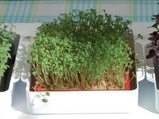 Bereits nach fünf bis sieben Tagen ist die Kresse erntereif. Foto: Cressbar/akz-o