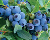 Bildunterschrift: Frisch, süß und voller Antioxidantien – Superfood Blaubeere Foto: Hof:Obst/zu Jeddeloh Pflanzenhandels-GmbH/akz-o