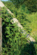 Bildunterschrift: Mit nur wenig Aufwand lassen sich Garten, aber auch Terrasse oder Balkon in kleine Paradiese für Insekten, Bienen, Schmetterlinge und Co. verwandeln. Foto: Irene Jacob/Naturland/akz-o
