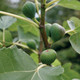 Bildunterschrift: Ein Hauch von Süden im Garten – Reife Feigen voller Aroma und gesunder Nährstoffe Foto: Hof:Obst/zu Jeddeloh Pflanzenhandels-GmbH/akz-o