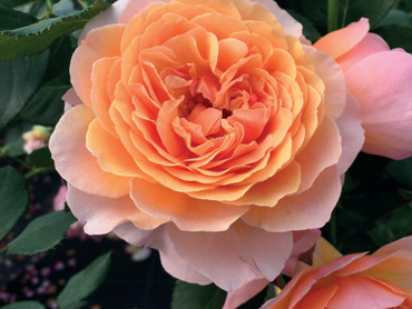 Rosen – Die Stars im Garten