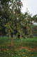 Bildunterschrift: Damit Streuobstwiesen erhalten bleiben, müssen sie bewirtschaftet werden. Foto: Wolfra Bayerische Natursaft Kelterei GmbH/akz-o