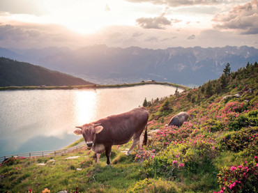 Tiroler Grauvieh am Zirbensee Foto: hall-wattens.at/akz-o