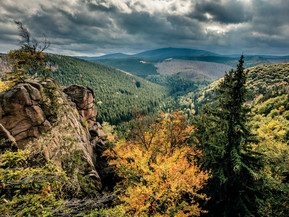 Mischwälder fördern die Artenvielfalt und machen Landschaften widerstandsfähiger. Foto: ferkelraggae/stock.adobe.com/BVR/akz-o