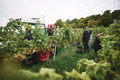 Bildunterschrift: Die Weinstraße Taubertal verbindet die drei Weinanbaugebiete miteinander und führt Besucher direkt zu Weinorten, Winzern und regionalen Besonderheiten. Foto: Tourimia Tourismus GmbH/Stefan Leitner Photography/akz-o