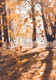 Bildunterschrift: Foto: pexels.com/ak-o