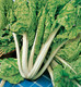 Bildunterschrift: Mangold Lucullus Foto: Sperli/akz-o