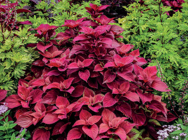 Ist das Beet eng bepflanzt, hat das Unkraut kaum Platz. Foto: pixabay.com/red-coleus/akz-o