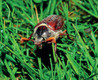 Bildunterschrift: Foto: AquaNemix Birchmeier/spp-o