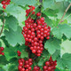 Bildunterschrift: Frisch gepflückt und unvergleichlich lecker – Himbeeren aus dem eigenen Garten Foto: Hof:Obst/zu Jeddeloh Pflanzenhandels-GmbH/akz-o