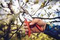 Bildunterschrift: Eigentlich schneidet man die Obstbäume, wenn die Äste noch kahl sind. Doch krankes oder totes Material kann man natürlich auch später entfernen. Dabei im Einsatz: die Amboss-Schere. Foto: Gebr. Schröder GmbH/akz-o