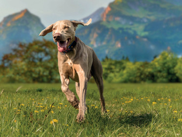 Neue Umgebung, neue Reize: Laut aktueller Umfrage entlaufen viele Haustiere ausgerechnet im Urlaub – oft, obwohl sie in Begleitung sind.Foto: Weenect/akz-o