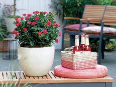 Das Must-Have für jede Rosen-Terrasse. Foto: zu Jeddeloh Pflanzenhandels GmbH/akz-o