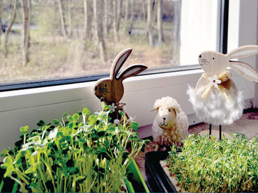 Witzige Dekoidee zu Ostern: Kresse – lecker und vielseitig