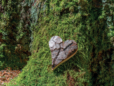 Der letzte Fußabdruck: Nachhaltig bestatten