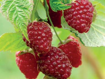 Eigenes Obst ernten