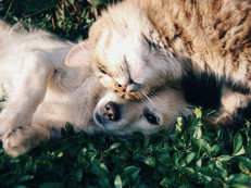 Natürlich gibt es weiterhin viel zu tun. Aber Tierschutz zeigt jeden Tag, dass Veränderung möglich ist. Foto: pexels.com/ak-o