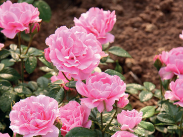 Rosen – perfekt für alle