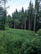 Bildunterschrift: Wälder gehen uns alle an. Foto: SDW/akz-o