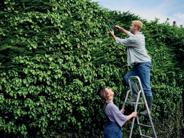 Warum Hecken mehr als nur ein Sichtschutz sind: Grüne Multitalente mit echtem Mehrwert für Mensch und Natur Warum Hecken mehr als nur ein Sichtschutz sind: Grüne Multitalente mit echtem Mehrwert für Mensch und Natur