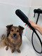 Bildunterschrift: Äußerst praktisch für quirlige Vierbeiner und ihre Hundebesitzer: ein separater Mini-Duschbereich mit der hansgrohe DogShower. Foto: hansgrohe/Hansgrohe SE/akz-o