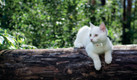 Bildunterschrift: Studien belegen: Das Halsband ist kein Risiko für Katzen, sondern kann häufig sogar Leben retten. Foto: Weenect/akz-o