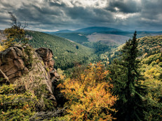 Mischwälder fördern die Artenvielfalt und machen Landschaften widerstandsfähiger. Foto: ferkelraggae/stock.adobe.com/BVR/akz-o